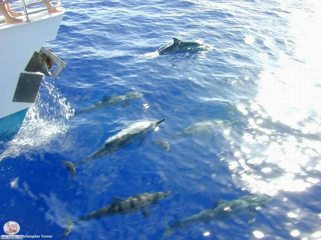 spinner dolphins