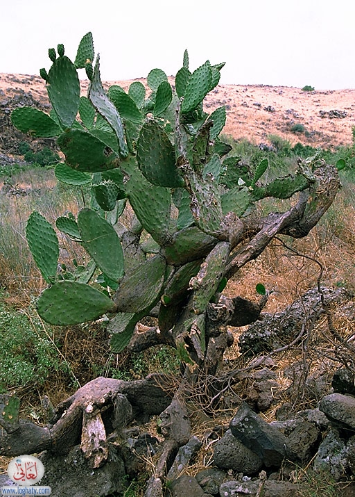 golan-cactus