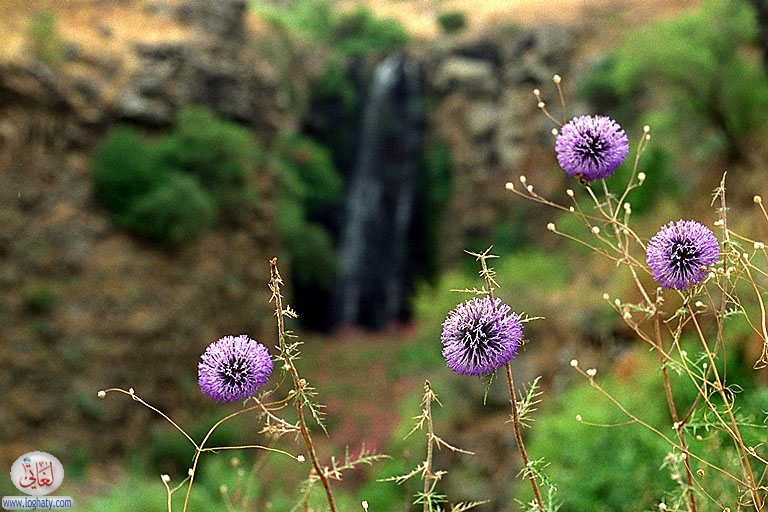 golan-flowers