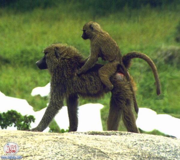 baboons