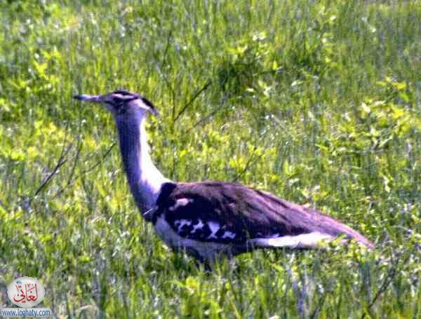 bustard
