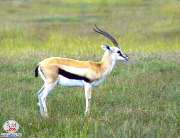 gazelle