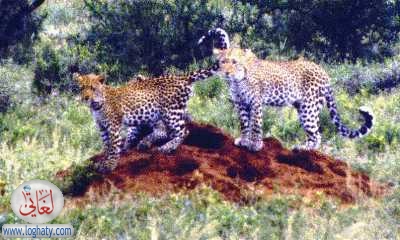 leopards