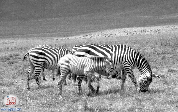 zebra2