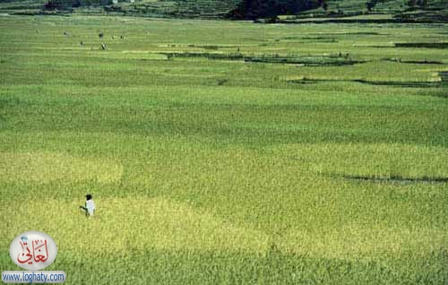 nepal rice field