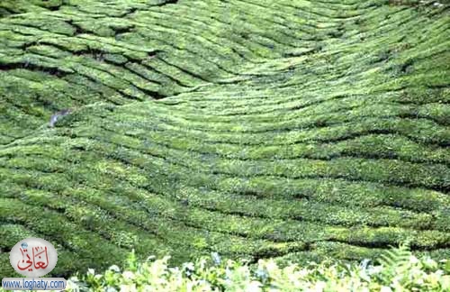 genting highlands tea