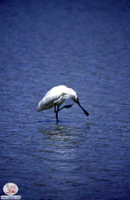 royal spoonbill