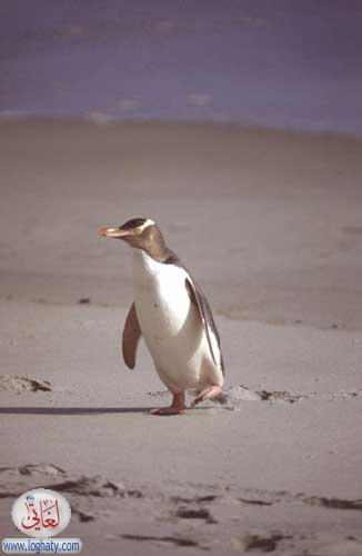 yellow eyed penguin