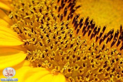 abstract sunflower