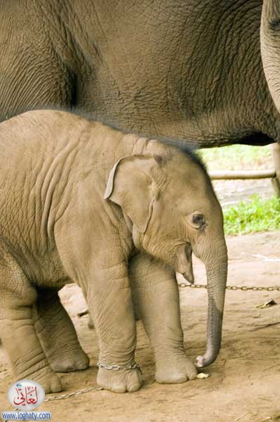 baby elephant