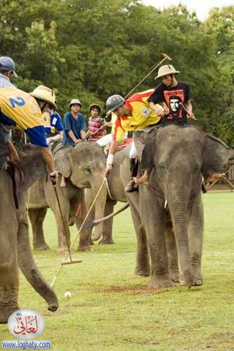 elephant polo
