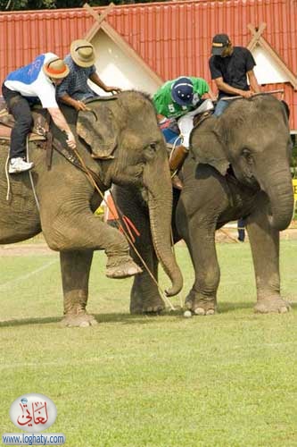 elephant polo golden triang