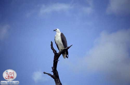 australian fish eagle