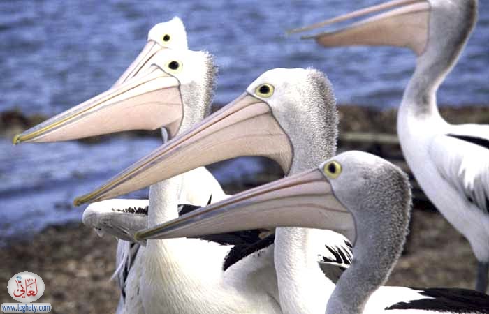 australian pelicans