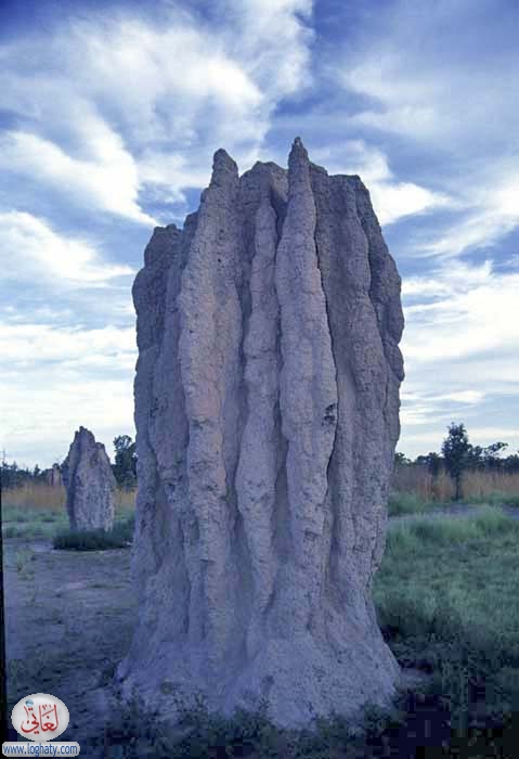 australian terrmite hill