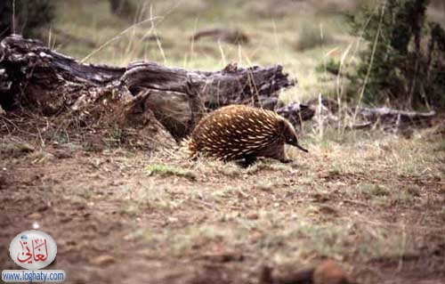 echidna