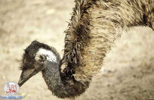 emu