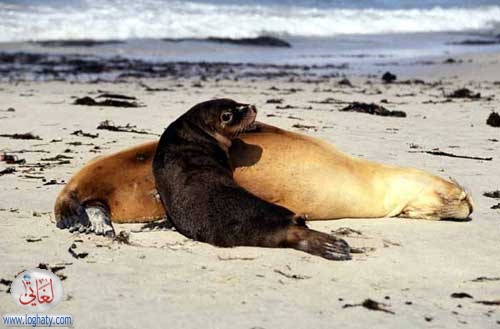 fur seals