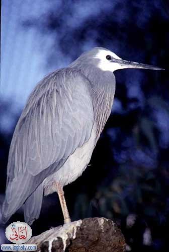 heron