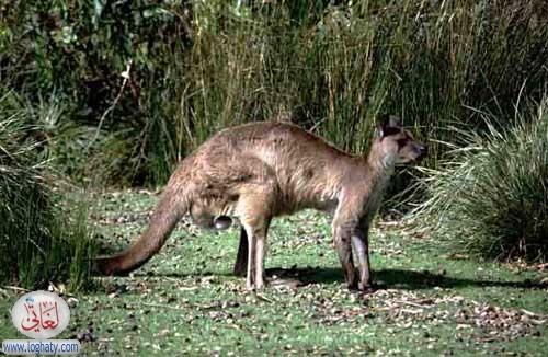 kangaroo