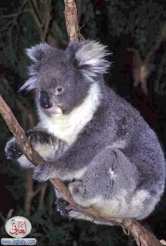 koala bear