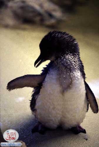 penguin