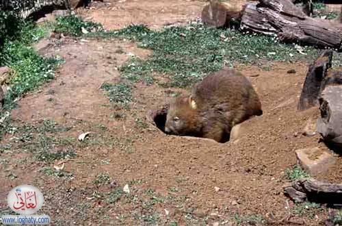 wombat