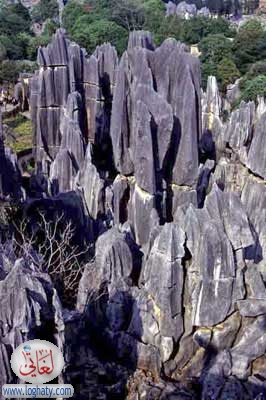 stone forest