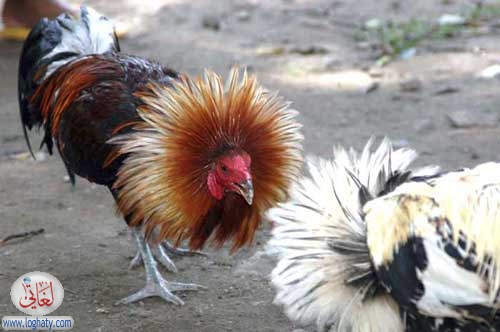 cock fight
