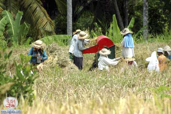 threshing rice