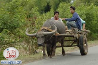 carabao ride