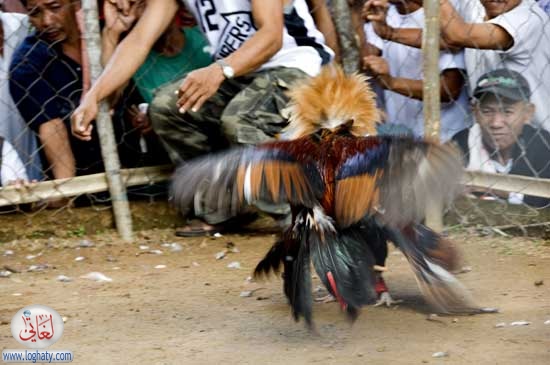 cockfight