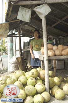 coconutseller