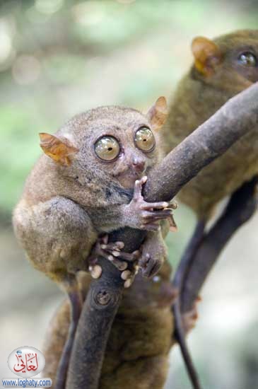 tarsier