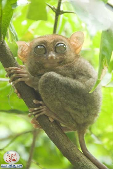 tarsier3