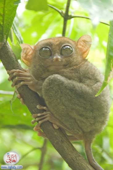tarsier4