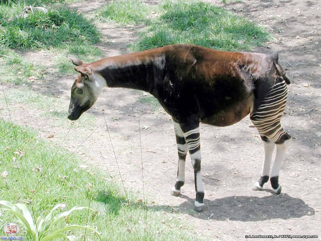okapi