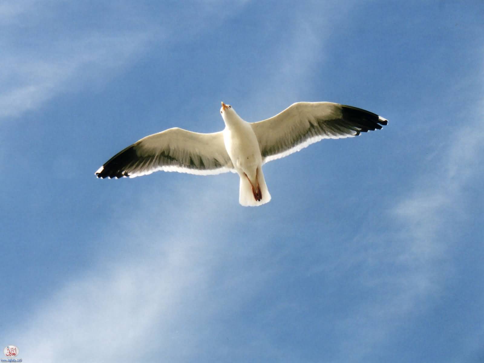 seagull