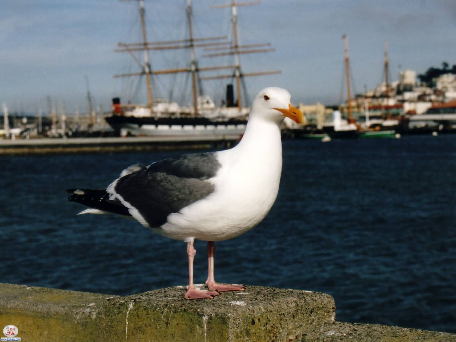 seagull2