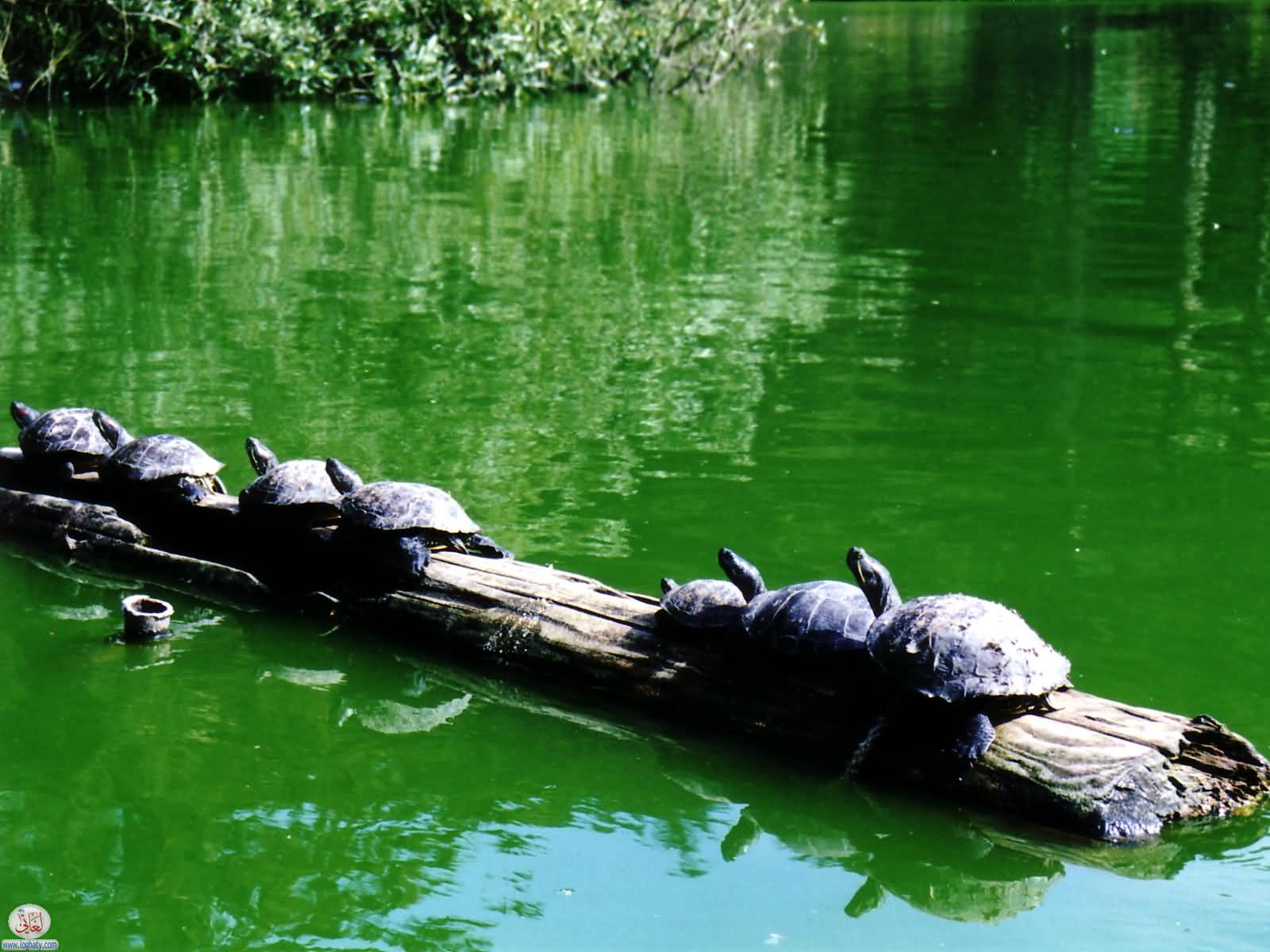 turtles