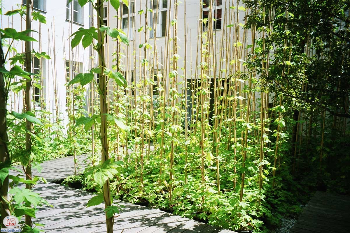 hackesche-hoefe-4rdc