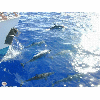 spinner dolphins