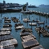 san francisco 55 sealions