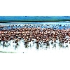 flamingos