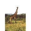 giraffe2