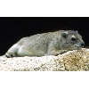 hyrax