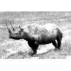 rhino2