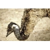 emu
