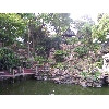 shanghai.Yu.garden