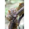tarsier